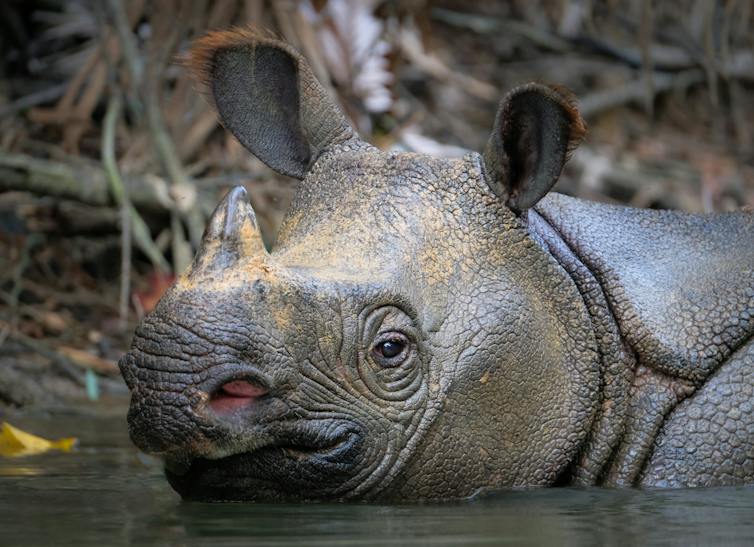 A Javan rhino resting in a muddy body of water.