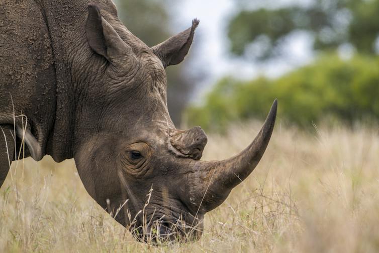 A southern white rhino with a long, sharp horn standing in a field of grass.