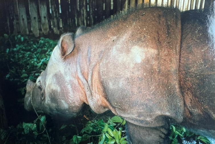 A large Sumatran rhino eating some foliage.