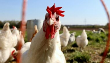 Why haven’t farm animals evolved against humans? A biologist explains why there won’t be a chicken uprising anytime soon