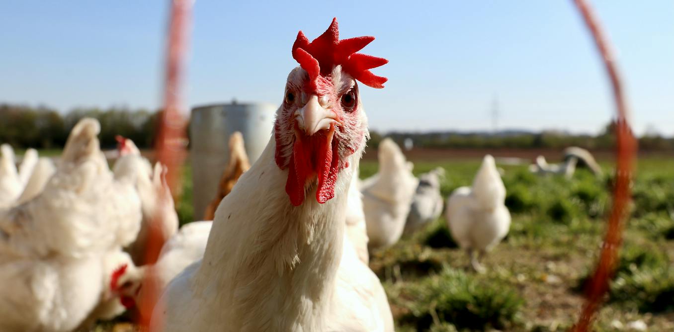 Why haven’t farm animals evolved against humans? A biologist explains why there won’t be a chicken uprising anytime soon