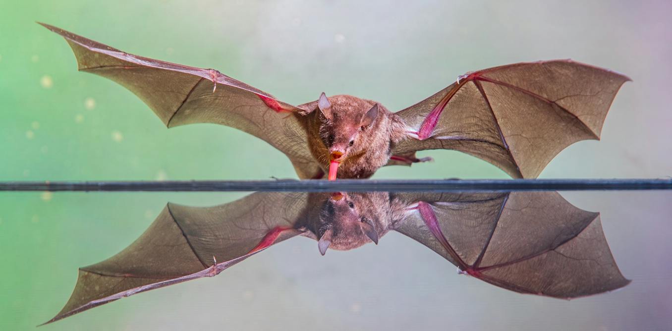 Where did bats come from? New research points to Europe