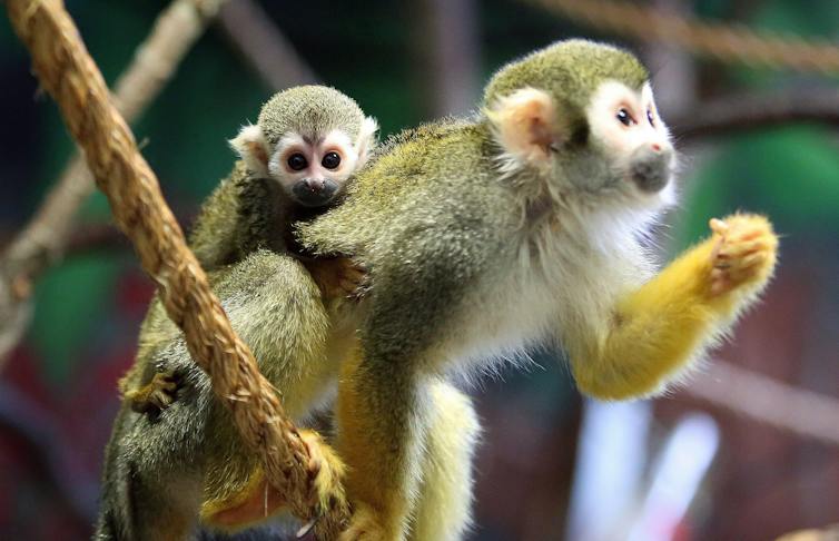 a small monkey on a branch with its baby on its back