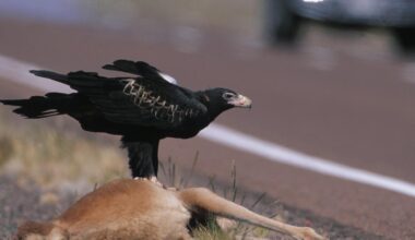 Australian scavengers don’t just eat everything and slink away. They approach a carcass like a buffet