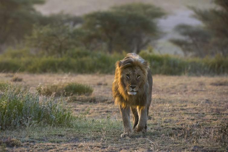 A lion walks toward the camera in a cleared area with trees in the background.