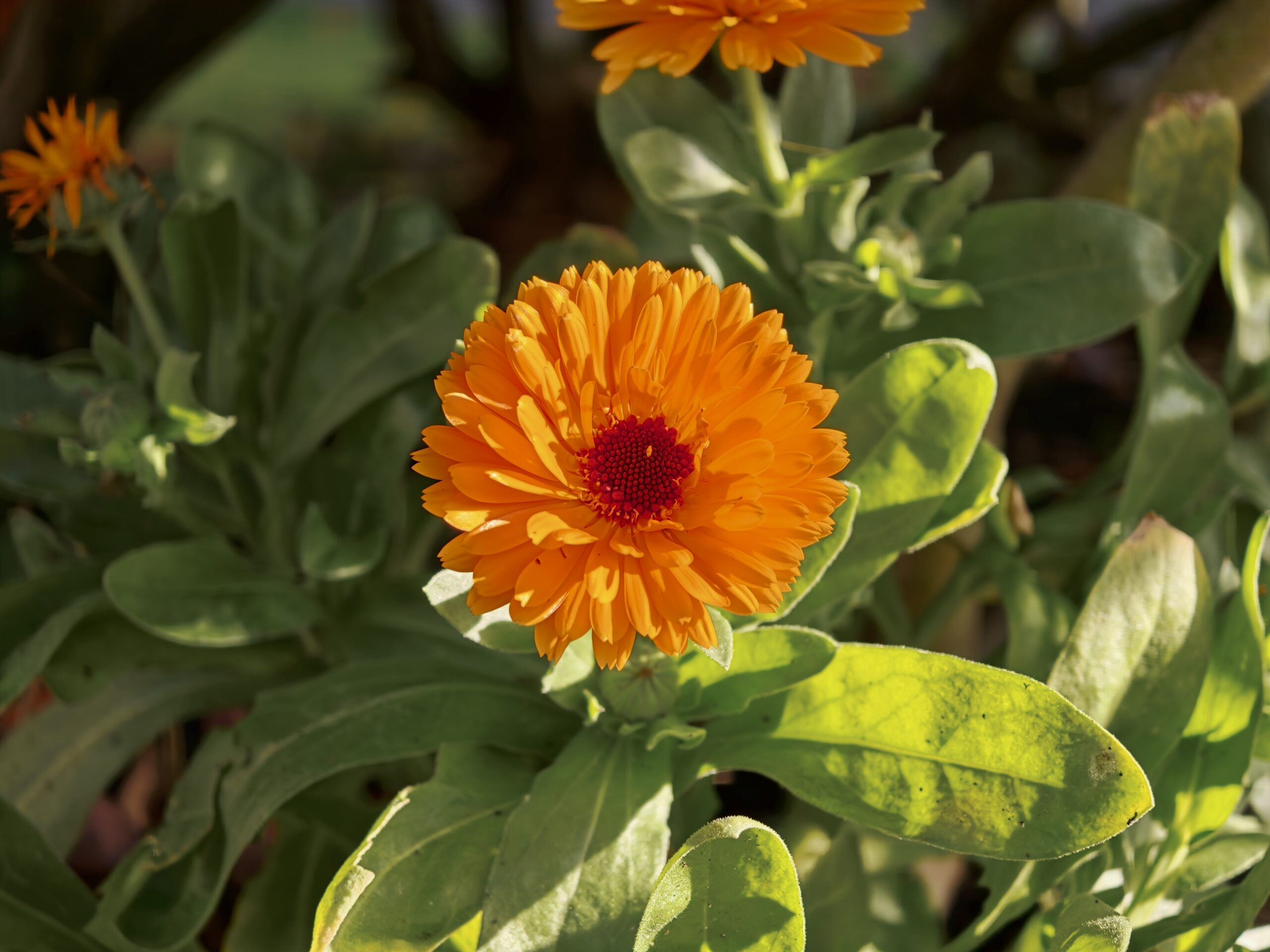 A photo taken with the Oppo Find X10 Pro Max