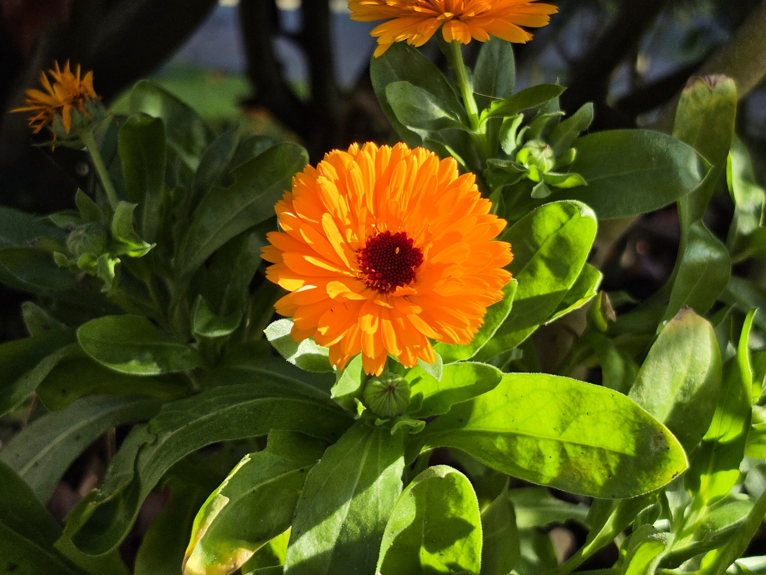 A photo taken with the Samsung Galaxy S26 Ultra