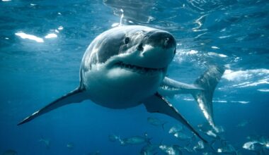 California fisherman forced to swim for his life after shark strikes kayak