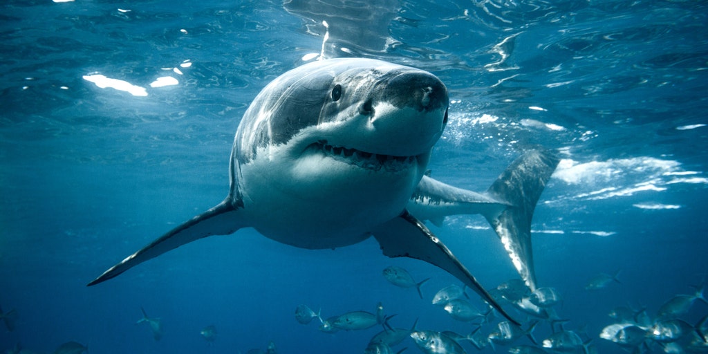 California fisherman forced to swim for his life after shark strikes kayak