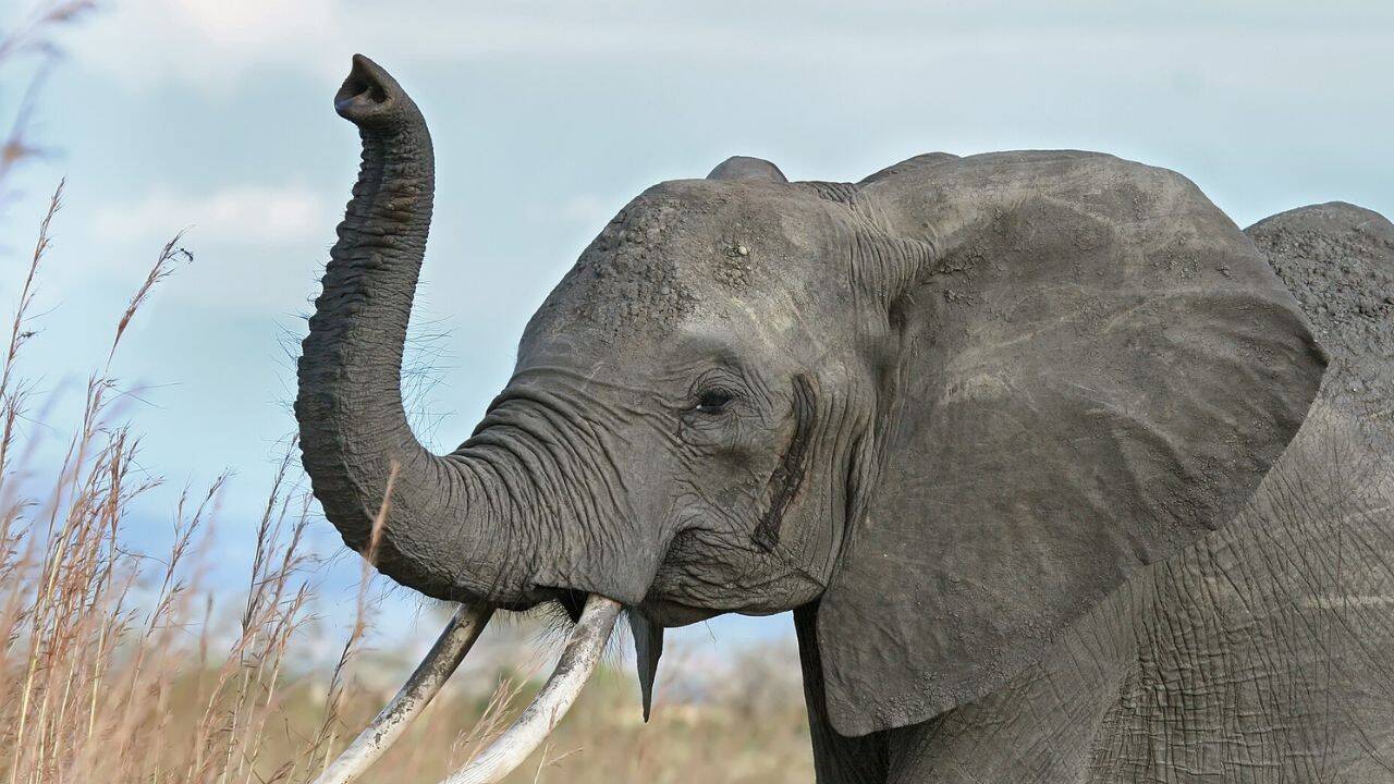 PC: Wikipedia How do African elephants judge food quantity before feeding<br>