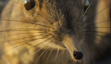 Steve's Story #AfricaEarthsWildHome - YouTube
