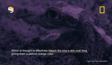 Cave-dwelling dwarf crocodiles hunt bats in "Africa: Earth's Wild Home." - Yahoo