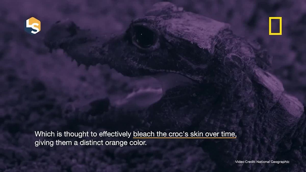 Cave-dwelling dwarf crocodiles hunt bats in "Africa: Earth's Wild Home." - Yahoo