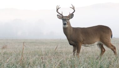 Miami County warns drivers of increased deer activity