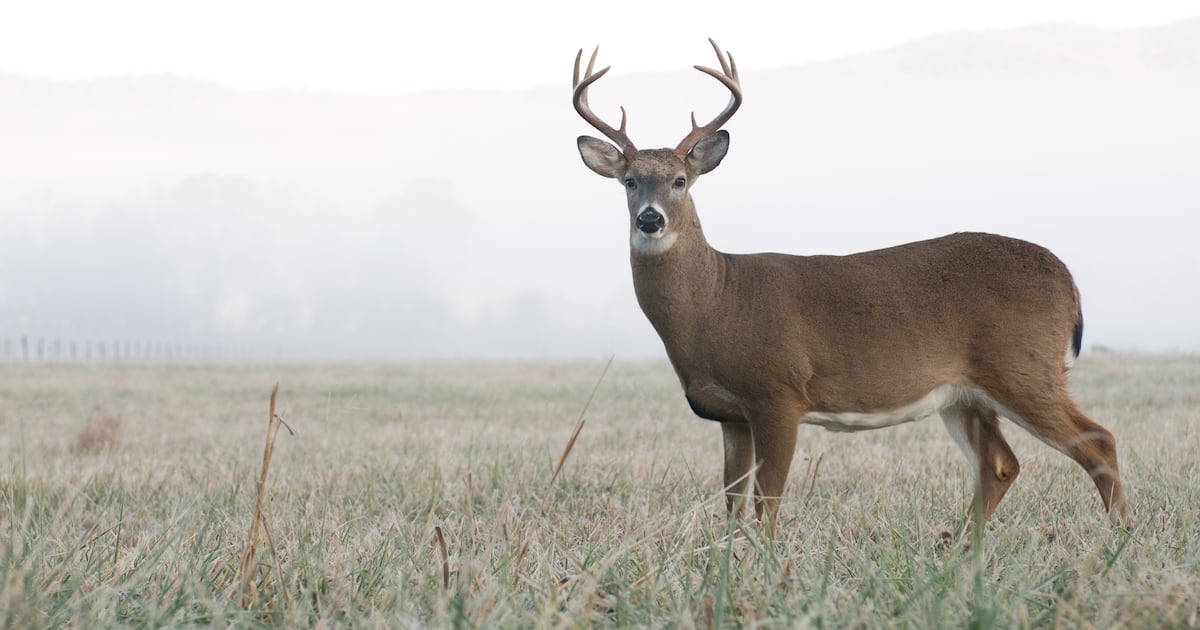 Miami County warns drivers of increased deer activity