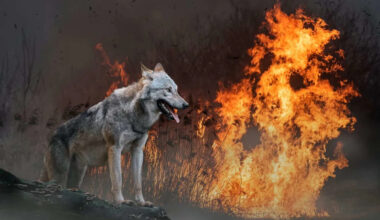 Every Animal Flees the Fire, But Wolves Walk Straight into It
