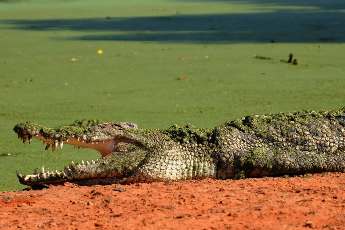 A 12-Foot Saltwater Crocodile Traveled 367 Miles At Sea In 25 Days By Riding Ocean Currents