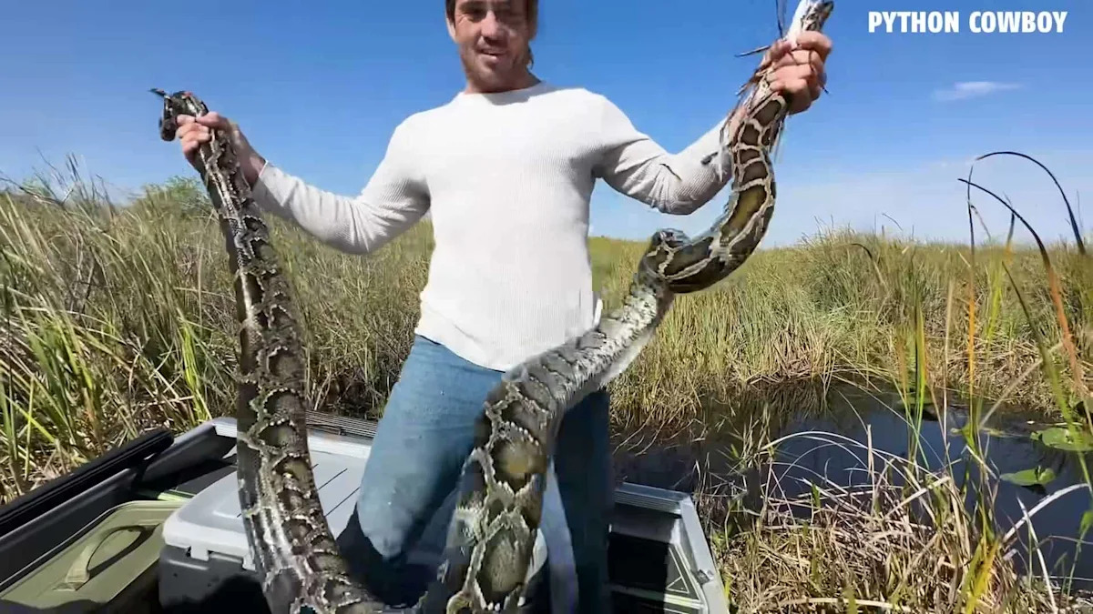 An 8-Foot Python Crosses a Florida Road. What Happens Next?