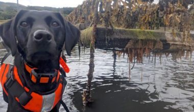Dog that hunts invasive 'sea vomit' honoured as animal of the year