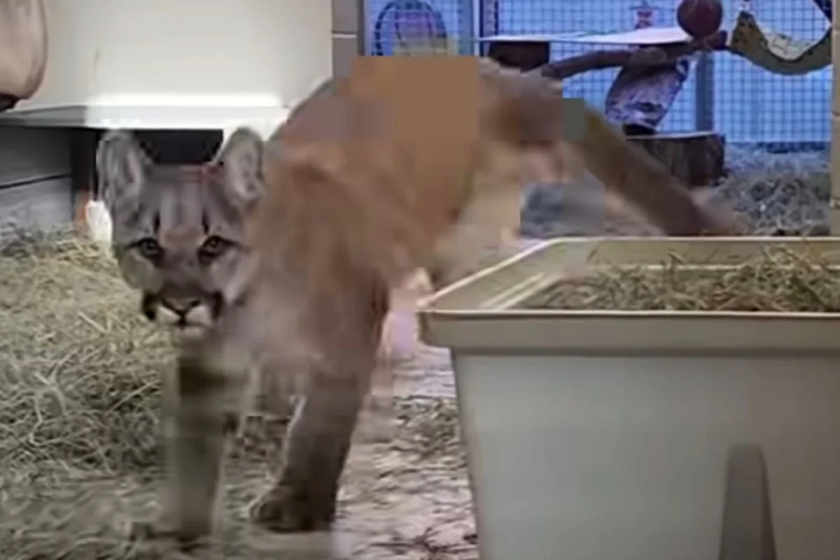 3-Legged Mountain Lion Cub Finds Forever Home and Is Given ‘Second Chance at Life’ After Being Abandoned By His Mom