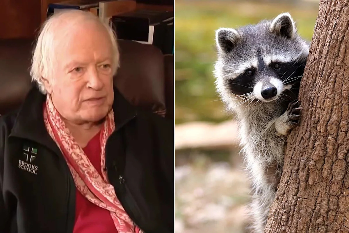 91-Year-Old Man Attacked by Raccoon on Steps of His Rhode Island Home: ‘They Got a Clear Shot at the Flesh’