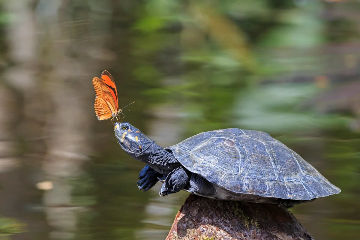 Watch a Turtle Surrounded by Butterflies: The Science Behind This Adorable Moment