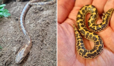 In Britain, a sand boa living alone for 20 years produced 9 babies without a mate