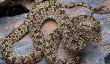In Laos, a venomous pit viper found on cave walls turned out to be a new species