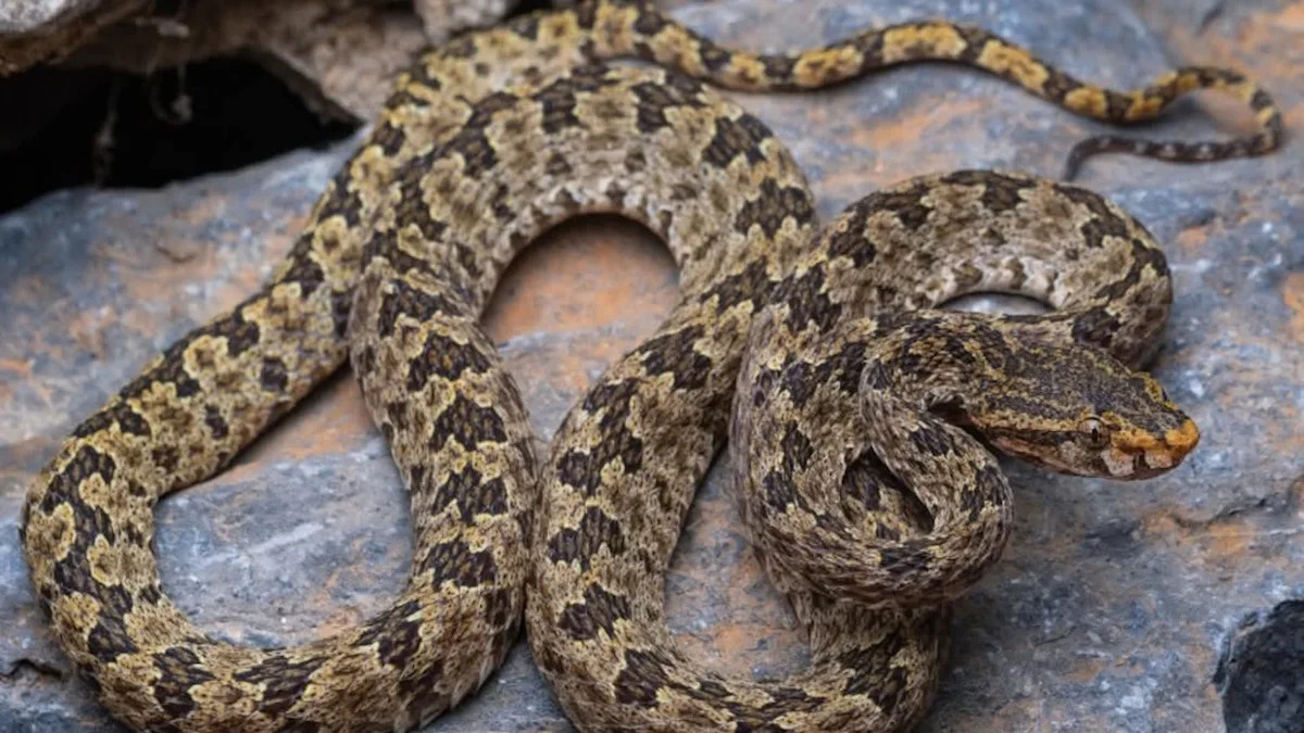In Laos, a venomous pit viper found on cave walls turned out to be a new species