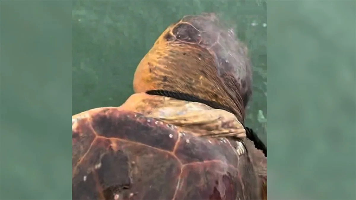 Coast Guard rescues sea turtle with crab pot line wrapped tightly around neck