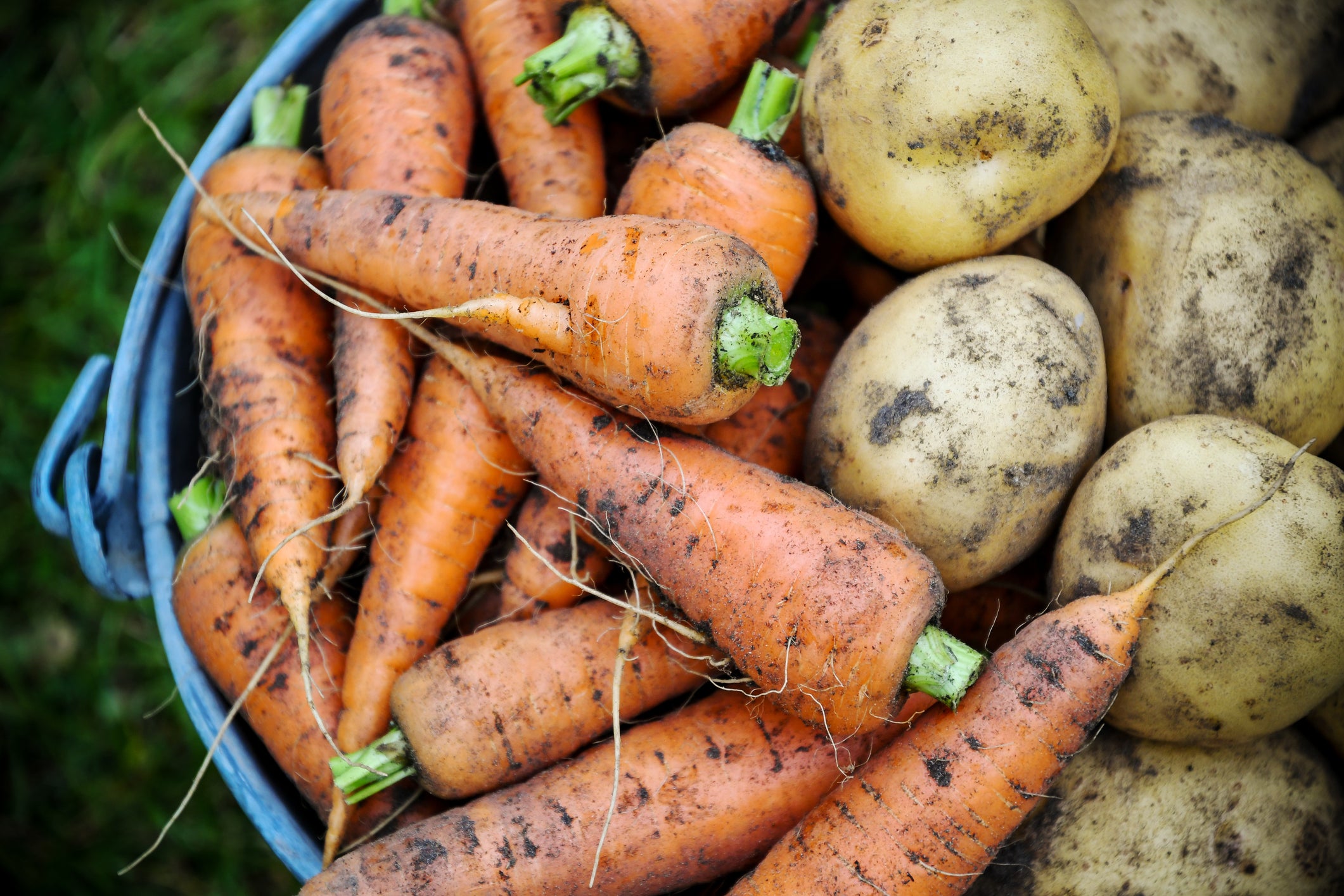 Carrots and potatoes are among the vegetables studied in research