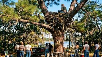 In 1979, a Florida woman spent a week in a 50-foot eagle’s nest; her stunt helped fund a raptor centre that had released 620+ rehabilitated bald eagles by 2019
