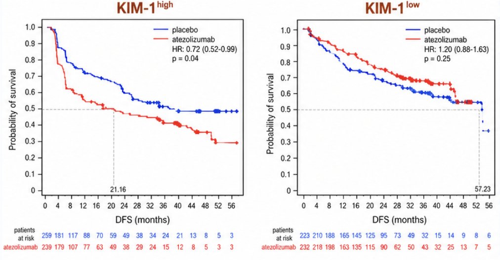 Although the IMmotion010 trial did not demonstrate a disease-free survival benefit with atezolizumab, the biomarker analysis suggested that baseline KIM-1 levels may identify patients with differential treatment outcomes. Among patients with high KIM-1 levels, atezolizumab was associated with improved disease-free survival compared with placebo (HR 0.72, 95% CI 0.52–0.99), whereas patients with low KIM-1 levels did not demonstrate a similar benefit (HR 1.20, 95% CI 0.88–1.63):15