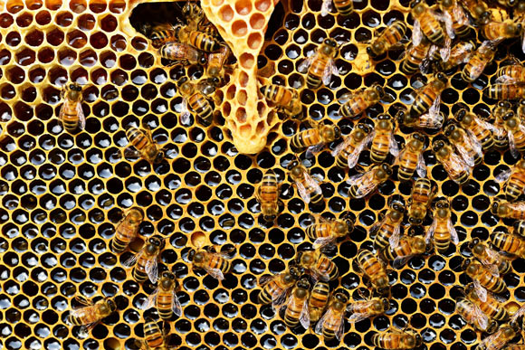 Western honeybees (Apis mellifera). Image credit: PollyDot.
