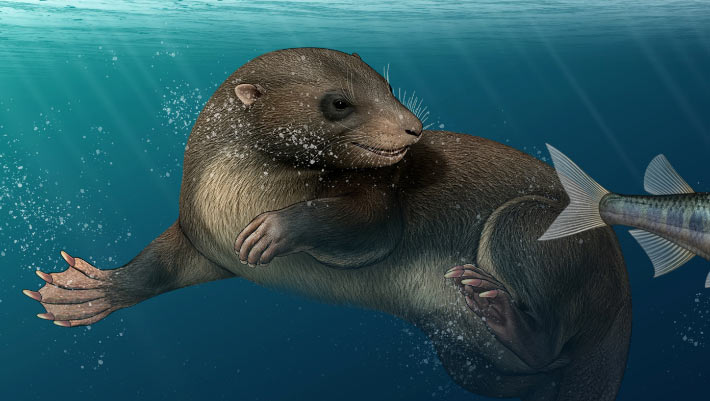 Dinosaur-Era Mammal Swam Like Platypus and Replaced Its Teeth Multiple Times