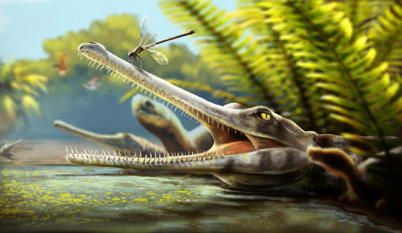 An artist’s reconstruction of Ctenosuchus tenuidens in a freshwater setting; the animal is depicted with an elongate rostrum and dense needle-like dentition, reflecting the anatomy described from the fossil specimens and a probable feeding strategy focused on small aquatic prey. Image credit: Nathan Dehaut.