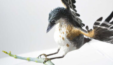 Paleontologists Reconstruct Cretaceous Bird in Remarkable Detail