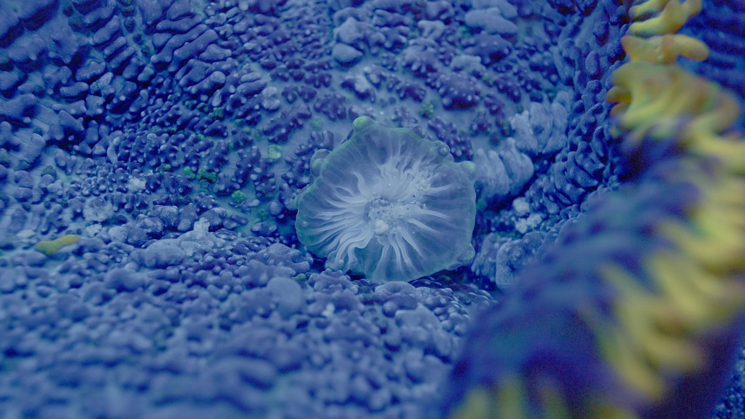 a still of a detailed image of coral patterns