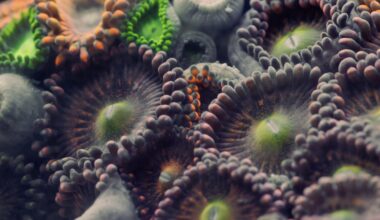 a still of a detailed image of coral patterns
