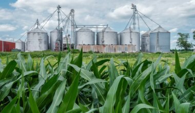 E20 Petrol: How Ethanol Costs, Maize Demand And Supply Affect Fuel And Food Economics