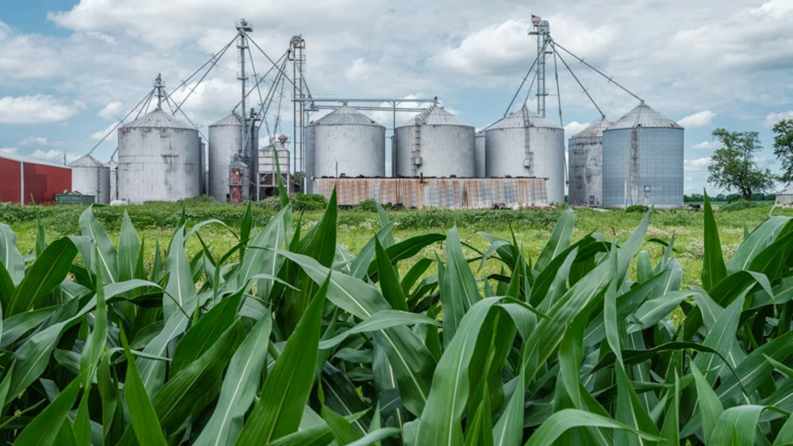 E20 Petrol: How Ethanol Costs, Maize Demand And Supply Affect Fuel And Food Economics