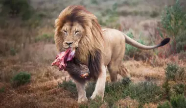 Scientists changed how zoo lions eat. Their wild side came out