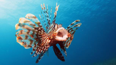 Brazil pays fishers to catch invasive lionfish as 440 are removed: Why this venomous predator threatens the Abrolhos reefs, native fish and marine life along the coast