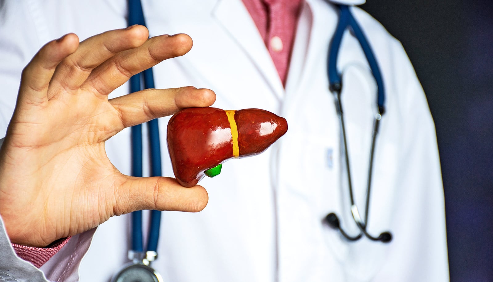 Exercise rewires liver metabolism differently based on sex
