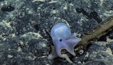 One Of The Deepest Octopus Ever Filmed