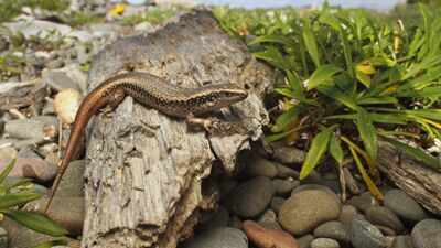 New Zealand built a 676-square-metre pest-proof sanctuary for rare skinks; four were released in 2026 to rebuild a mainland population