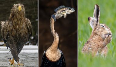 What are some of the funniest wildlife photos this year? – NBC 7 San Diego