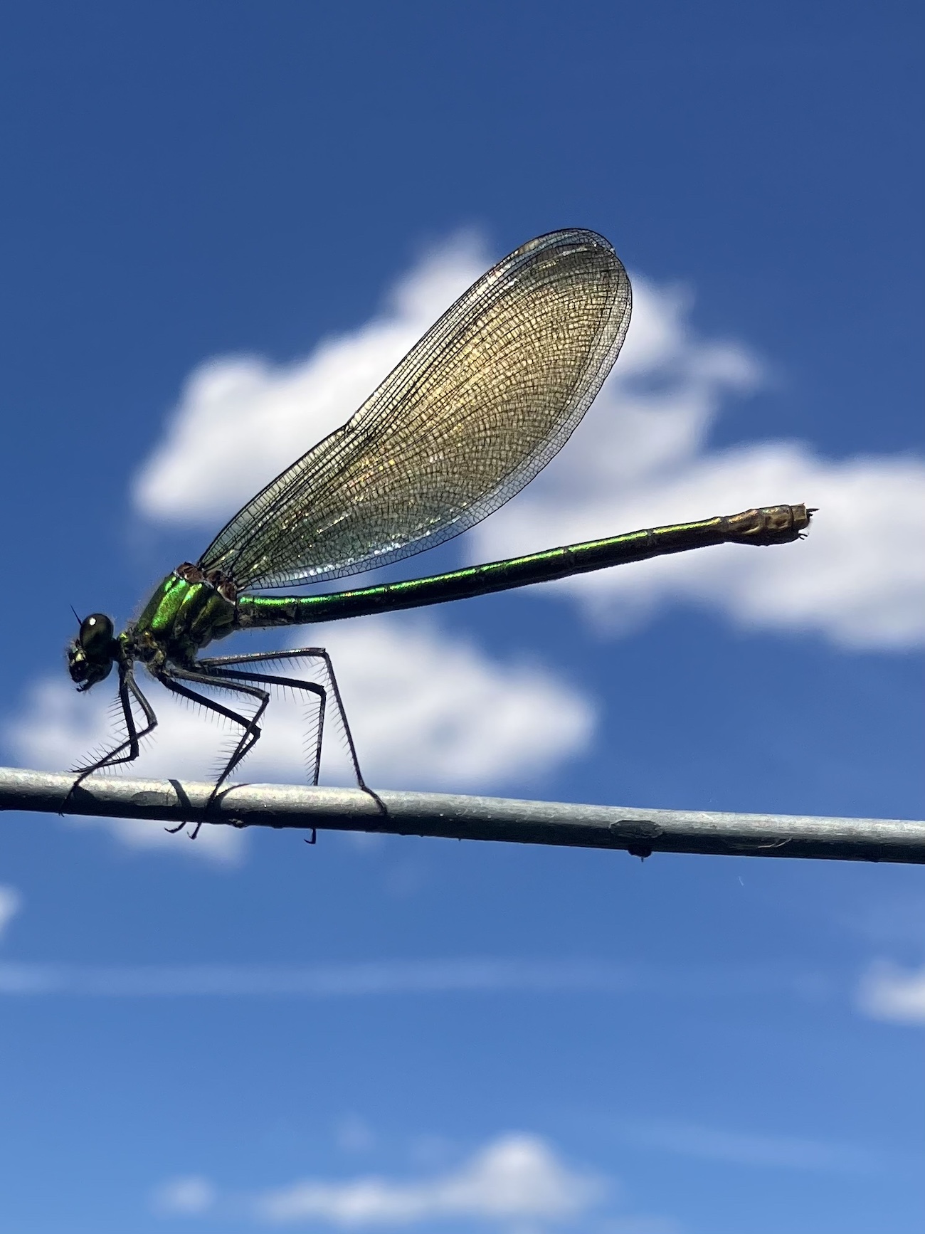 Photo of a dragonfly against the backdrop of the sky.