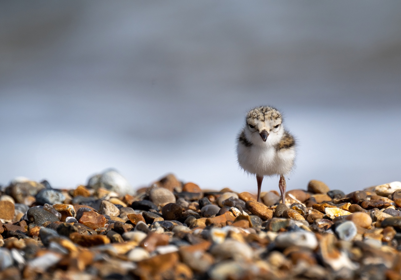 Photo of a ringed plover chick on the shoreline at Sea Palling.