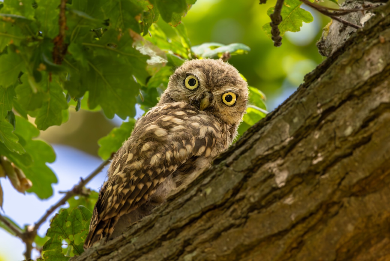 Photo of a young little owl at the University of East Anglia.